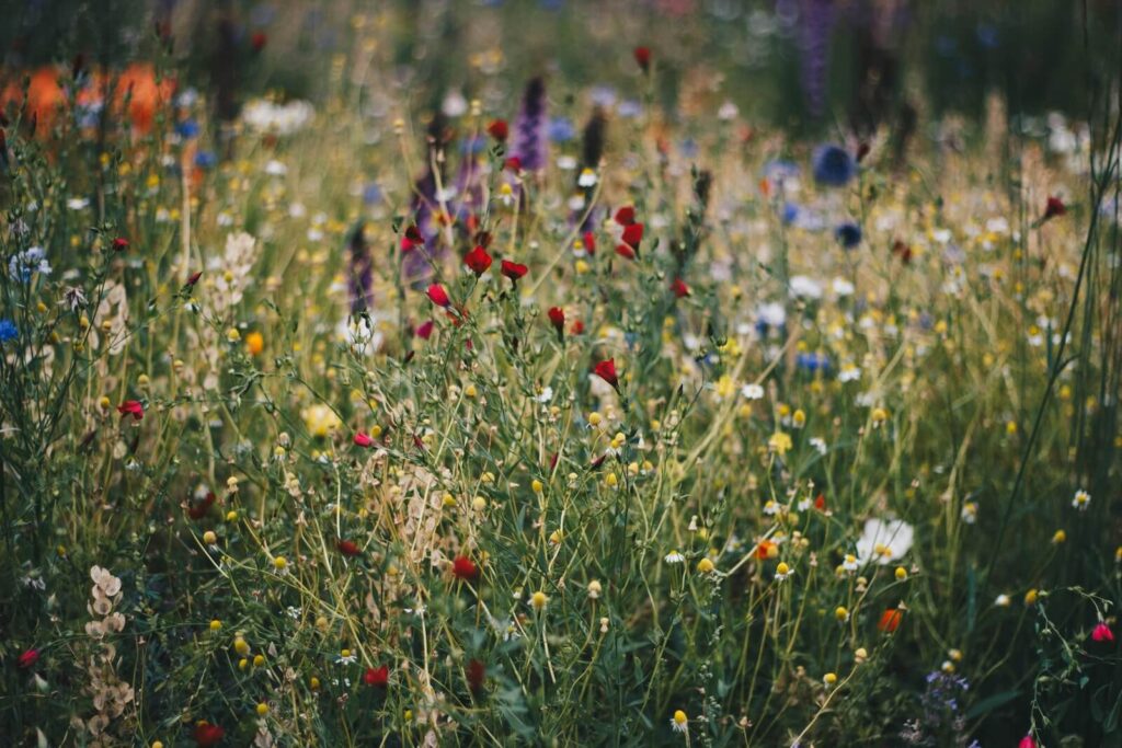 colorado landscaping and gardening