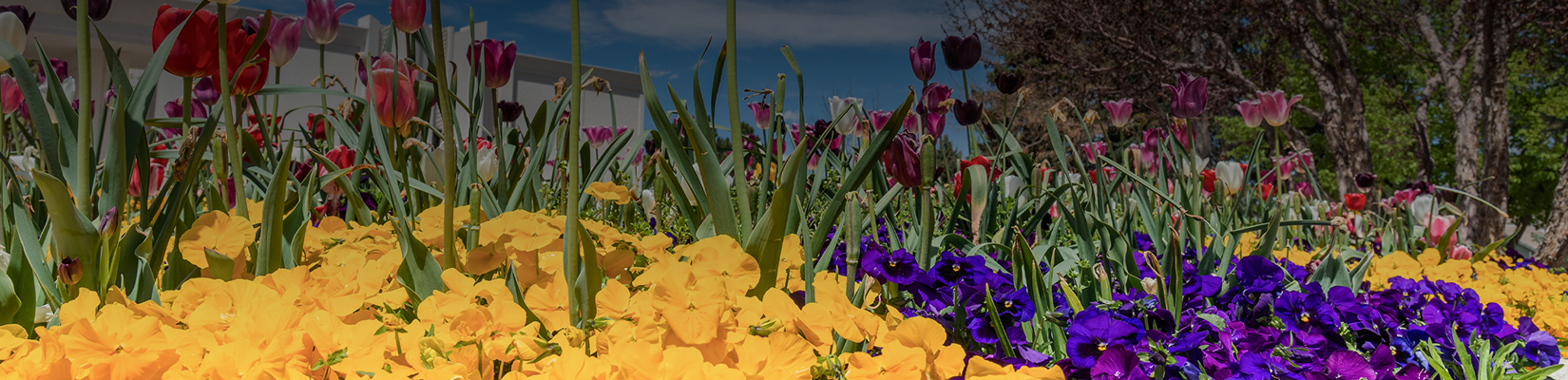 HEADER_Pay_My_Bill about hero