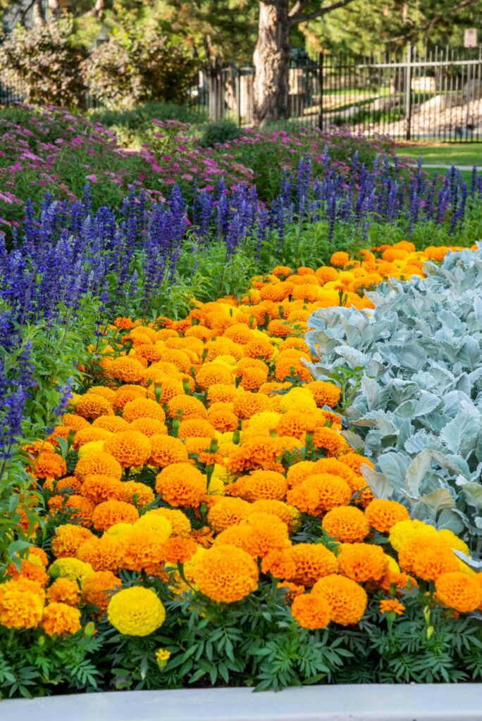 full property perimeter landscape planting screening