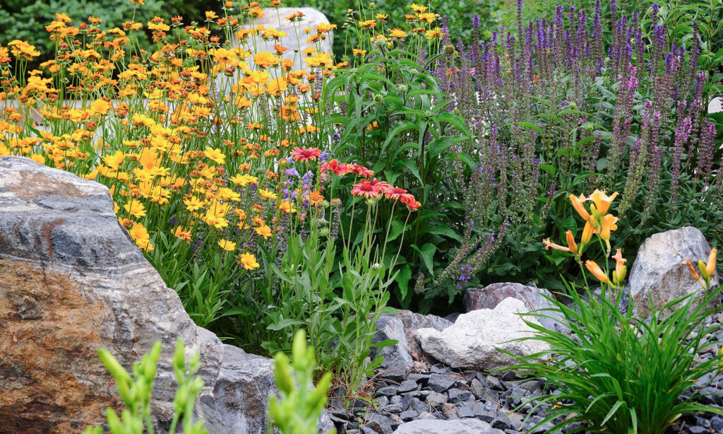 Colorful drought-tolerant perennial garden with yellow coreopsis, purple salvia, and orange daylilies among boulders