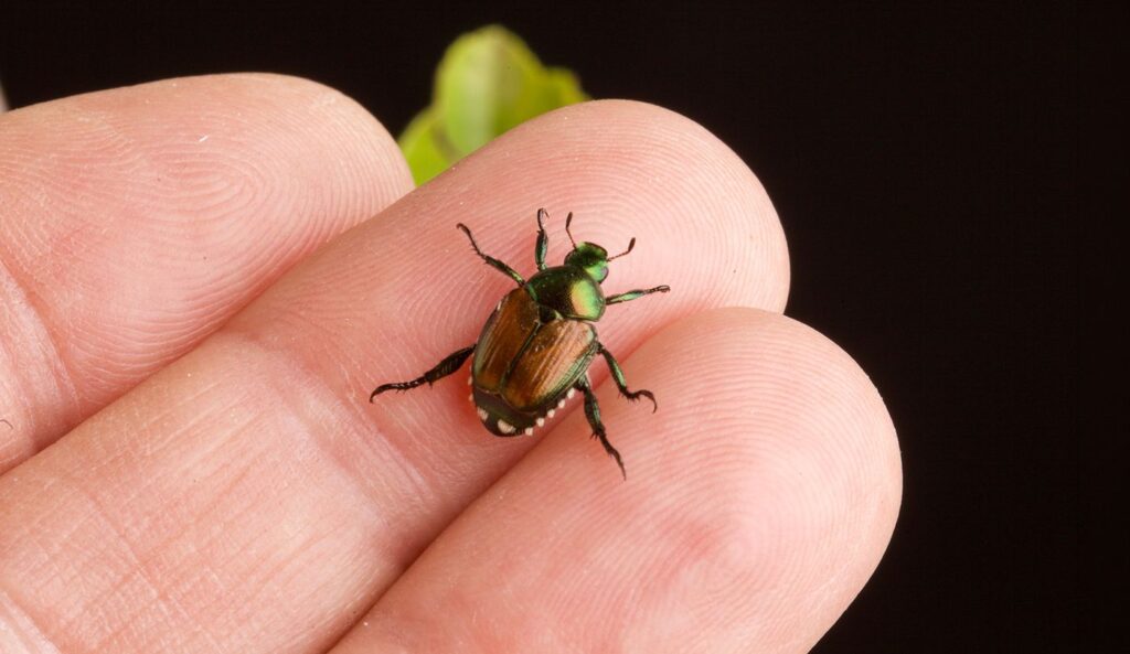 Close-up of a Japanese beetle with metallic green head and copper-bronze wings resting on a persons fingertips