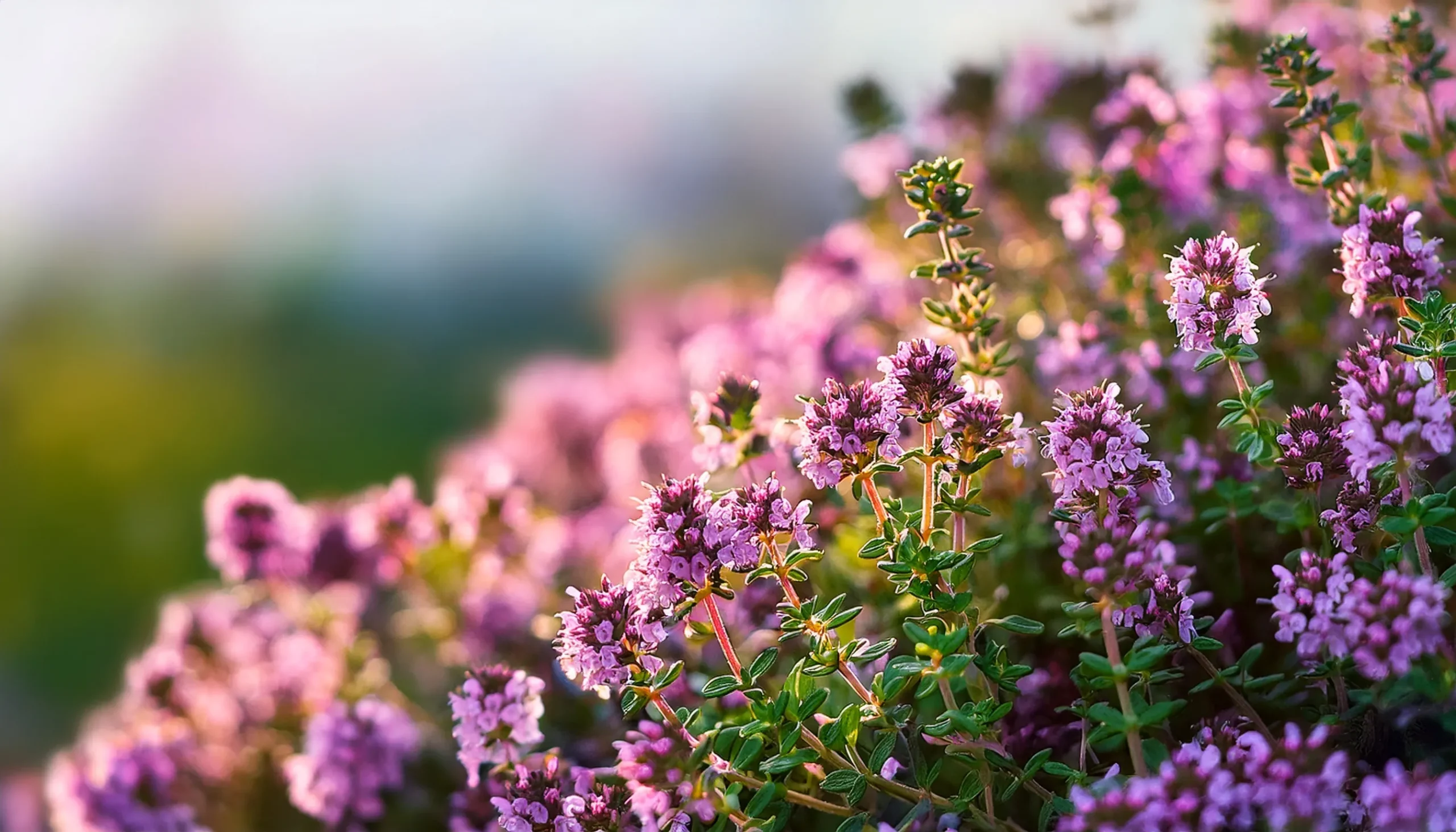 Pink thyme flowers blooming in warm sunlight against a softly blurred garden background